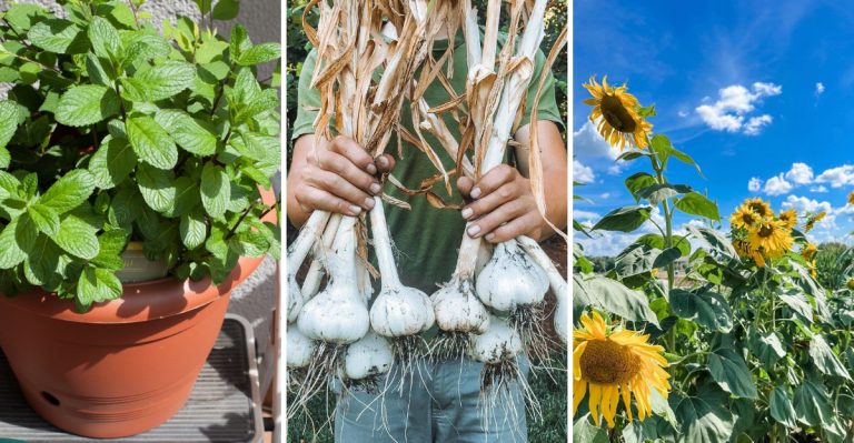 11 Plants That Could Harm Your Hydrangeas If Planted Nearby