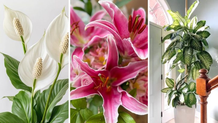 11 Popular Plants That Could Secretly Be Poisoning Your Cat