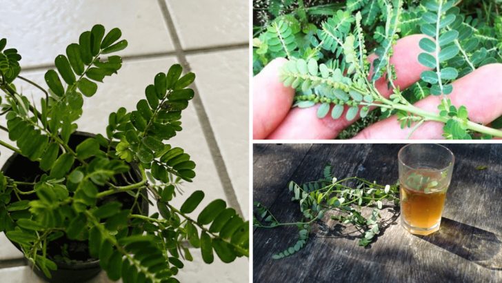 11 Reasons to Love Stone Breaker Herb (Phyllanthus niruri) and How to Make the Most of It