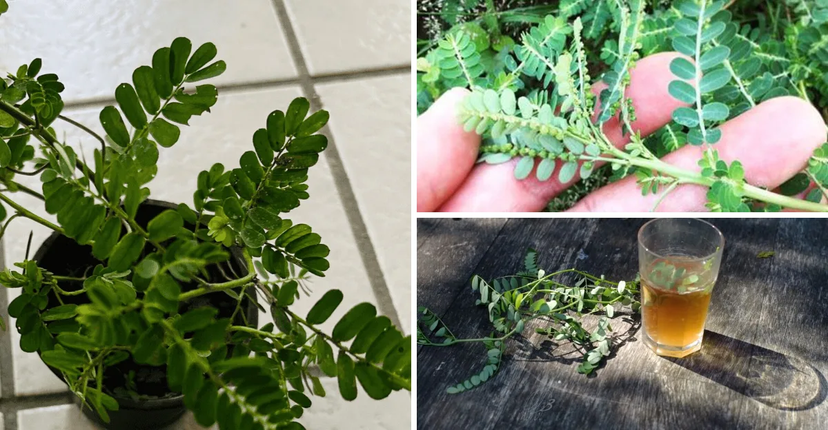 11 Reasons to Love Stone Breaker Herb (Phyllanthus niruri) and How to Make the Most of It