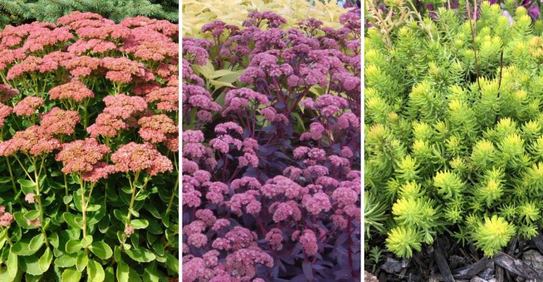11 Stonecrop Sedums You’ll Want to Grow for a Resilient Garden