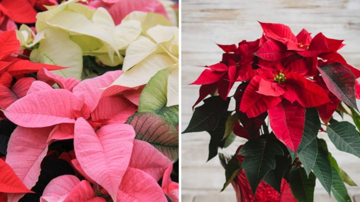 11 Things You Didn’t Know About Poinsettias – The Iconic Holiday Plant