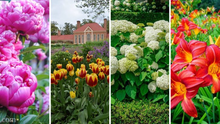 12 Beautiful Flower and Shrub Combos to Add Harmony to Your Garden