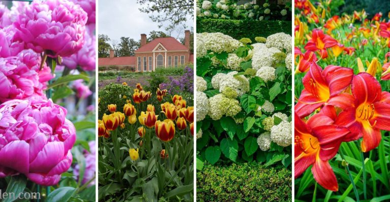 12 Beautiful Flower and Shrub Combos to Add Harmony to Your Garden