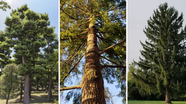 12 Evergreen Trees You’ll Regret Planting (and Better Alternatives)