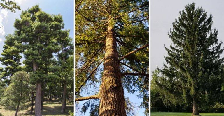 12 Evergreen Trees You’ll Regret Planting (and Better Alternatives)