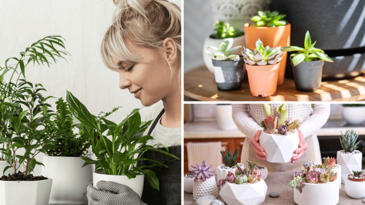 12 Houseplant Myths from the Past That Have Been Completely Debunked