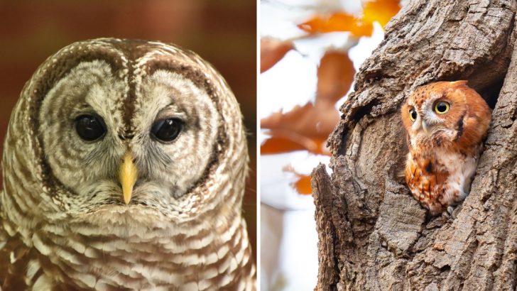 12 Mind-Blowing Facts About Owls and Their Mysterious Ways