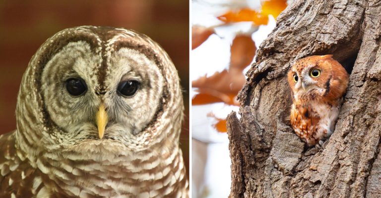 12 Mind-Blowing Facts About Owls and Their Mysterious Ways
