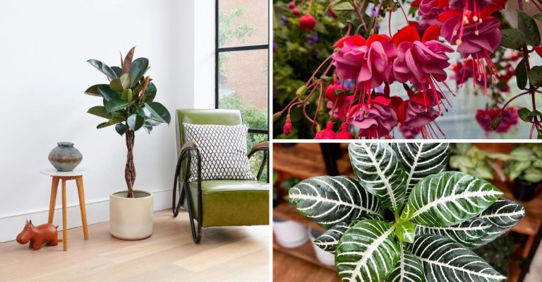 12 Plants Everyone Grew in the ’60s That We Rarely See Now