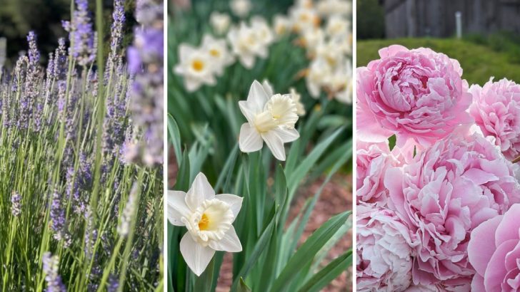 12 Rabbit-Resistant Plants That Will Keep Your Garden Safe