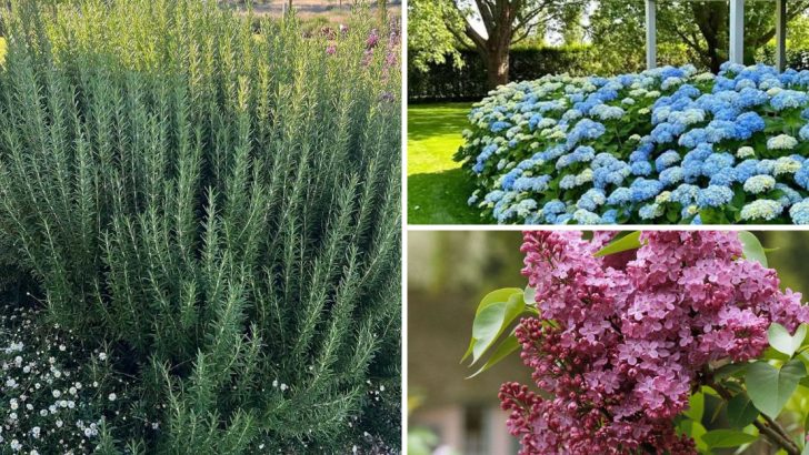 12 Resilient Shrubs That Thrive Anywhere and Always Look Stunning