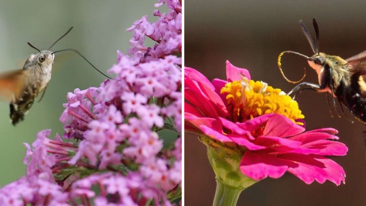 12 Surprising Facts About Hummingbird Moths and Their Unique Behavior