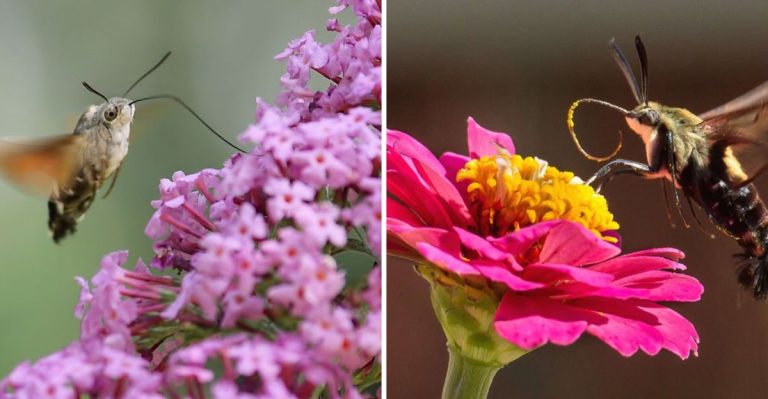 12 Surprising Facts About Hummingbird Moths and Their Unique Behavior