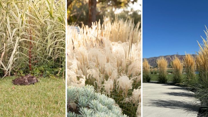 12 Tall Ornamental Grasses That Create Natural Privacy Without a Fence