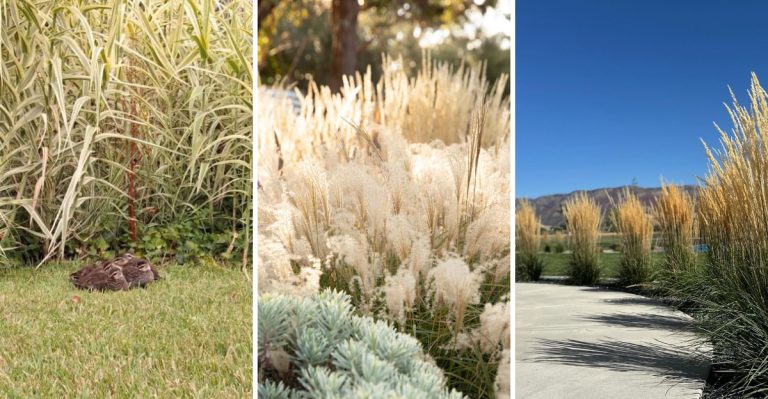 12 Tall Ornamental Grasses That Create Natural Privacy Without a Fence