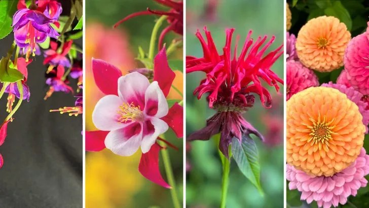 13 Colorful Flowers That Will Attract Hummingbirds Like Never Before