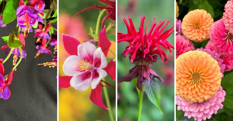 13 Colorful Flowers That Will Attract Hummingbirds Like Never Before