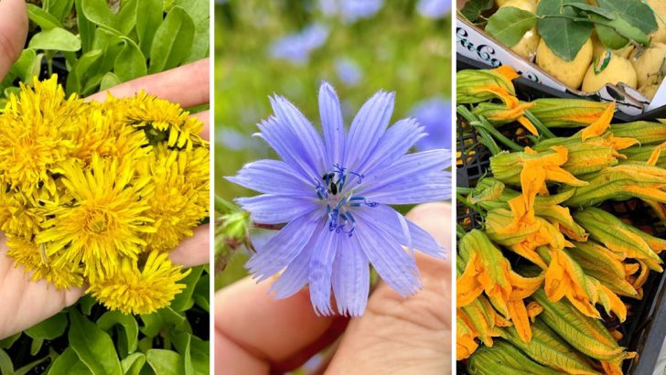 13 Edible Plants and Flowers You Had No Idea You Could Eat