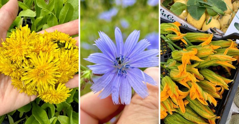 13 Edible Plants and Flowers You Had No Idea You Could Eat