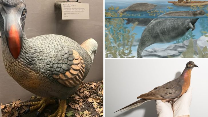 13 Extinct Animals We’ve Lost Forever and Can Never See Again