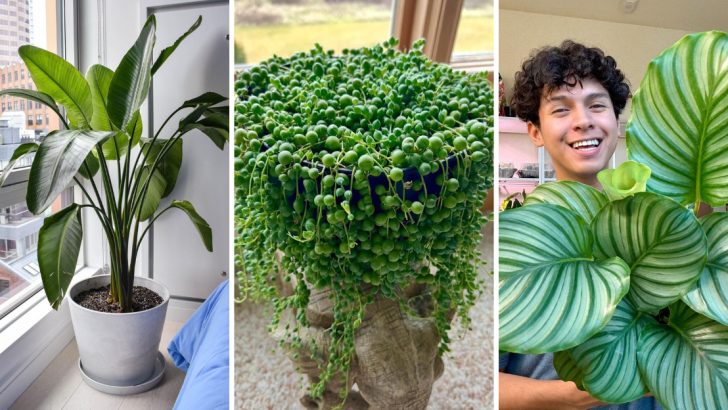 13 Extraordinary Houseplants to Create a Truly Unique Collection