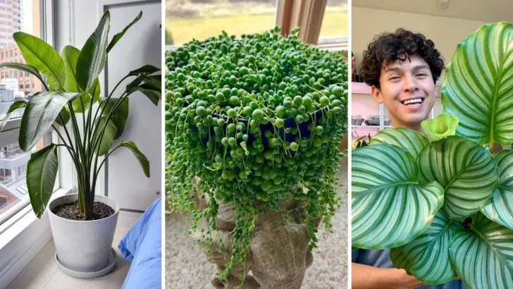 13 Extraordinary Houseplants to Create a Truly Unique Collection