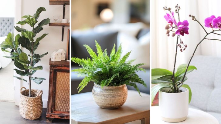 13 High-Maintenance Plants That Require More Care Than You Might Expect