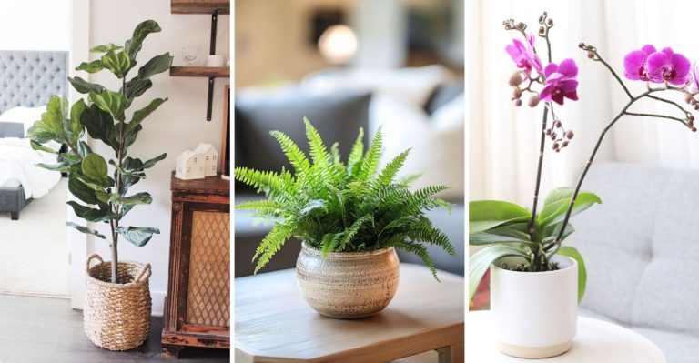 13 High-Maintenance Plants That Require More Care Than You Might Expect