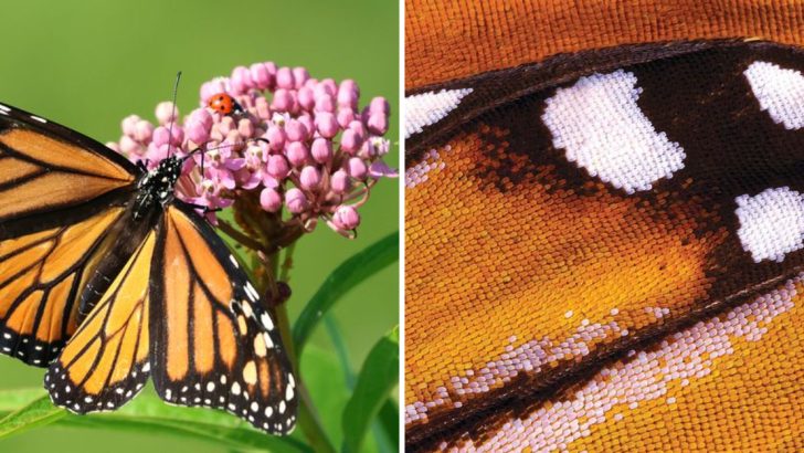 13 Incredible Butterfly Facts That Will Change the Way You See Them