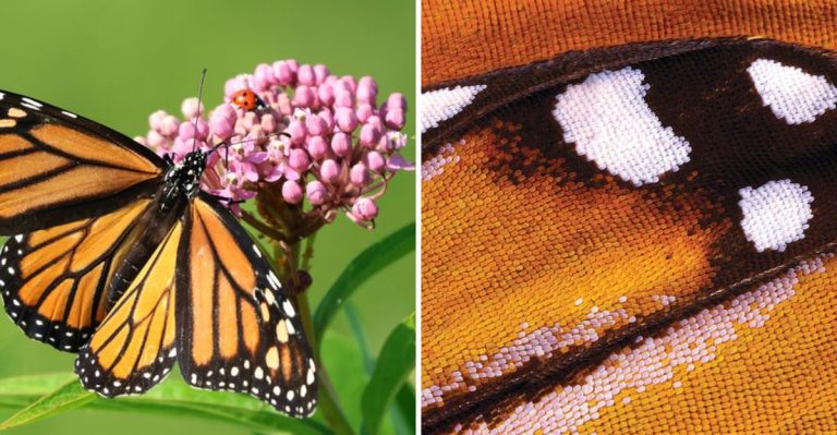 13 Incredible Butterfly Facts That Will Change the Way You See Them
