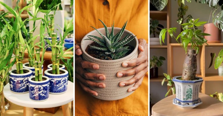 13 Lucky Plants to Grow in 2025 for Prosperity and Joy