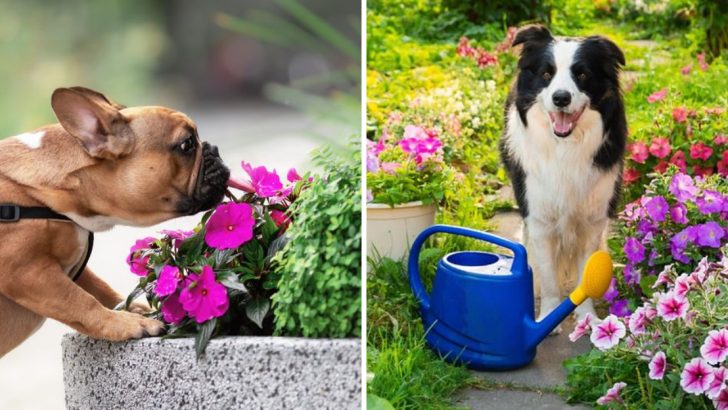 13 Pet-Friendly Garden Ideas Everyone Will Love in 2025