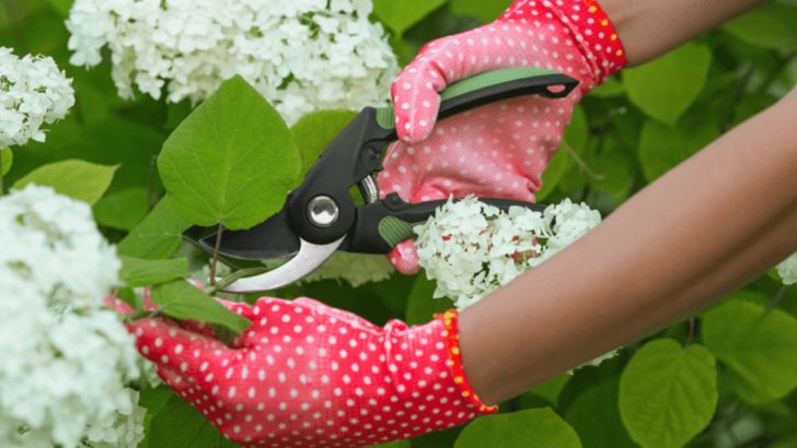 13 Spring Pruning Secrets to Transform Your Garden into a Blooming Paradise