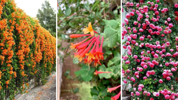 13 Vigorous Climbers That’ll Help Your Garden Rise Above the Ordinary