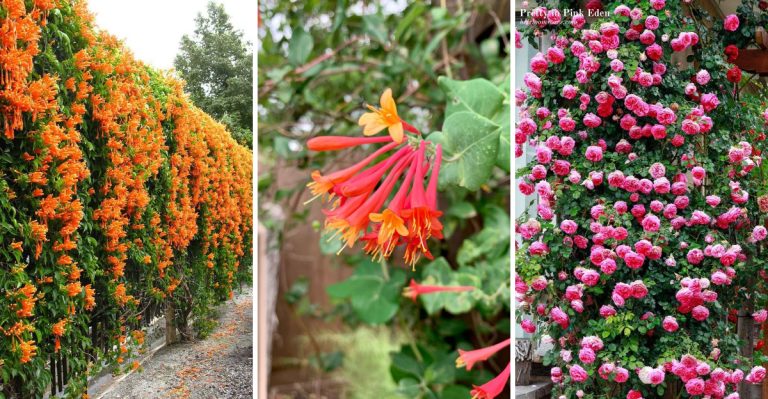 13 Vigorous Climbers That’ll Help Your Garden Rise Above the Ordinary