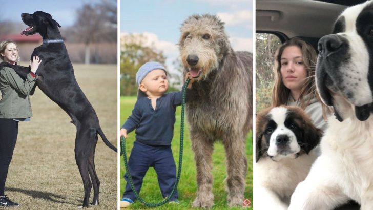 14 Enormous Dog Breeds and What You Need to Know About Them