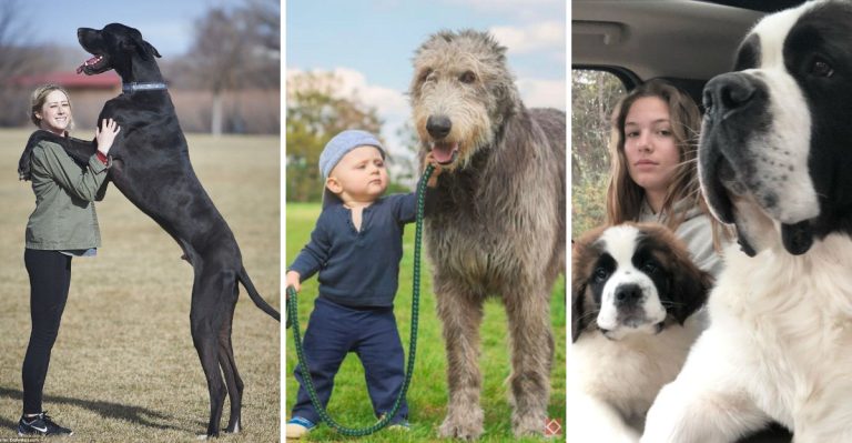 14 Enormous Dog Breeds and What You Need to Know About Them