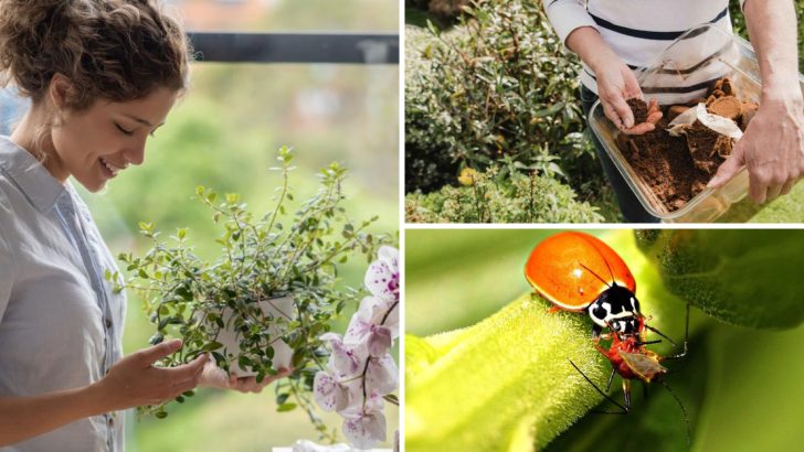 14 Gardening Myths from the Past That Still Confuse People Today