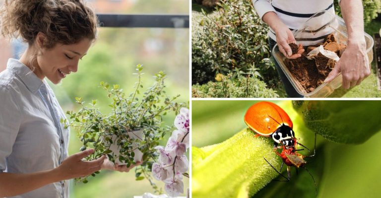 14 Gardening Myths from the Past That Still Confuse People Today