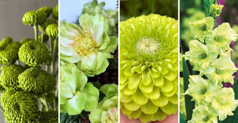 14 Gorgeous Green Flowers to Gracefully Scatter Around Your Outdoor Space