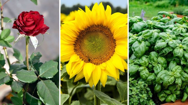 14 Plants That Every Gardener Should Always Have in Their Garden