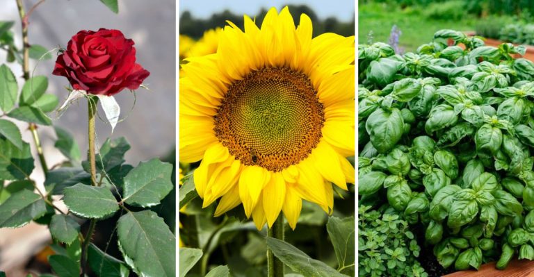 14 Plants That Every Gardener Should Always Have in Their Garden