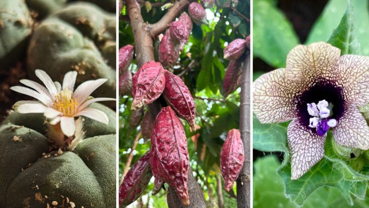 14 Plants That Have Been Used in Ancient Rituals for Centuries