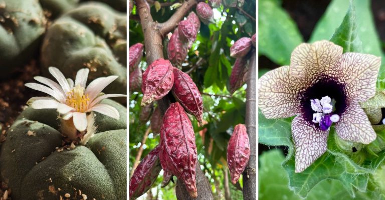 14 Plants That Have Been Used in Ancient Rituals for Centuries