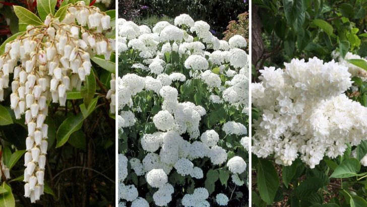 14 Prettiest White Shrubs to Grow for a Timeless Garden Look