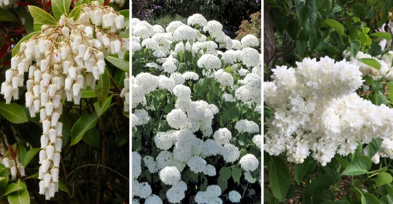 14 Prettiest White Shrubs to Grow for a Timeless Garden Look