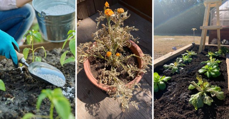 15 Beginner Gardening Mistakes That Nobody Talks About