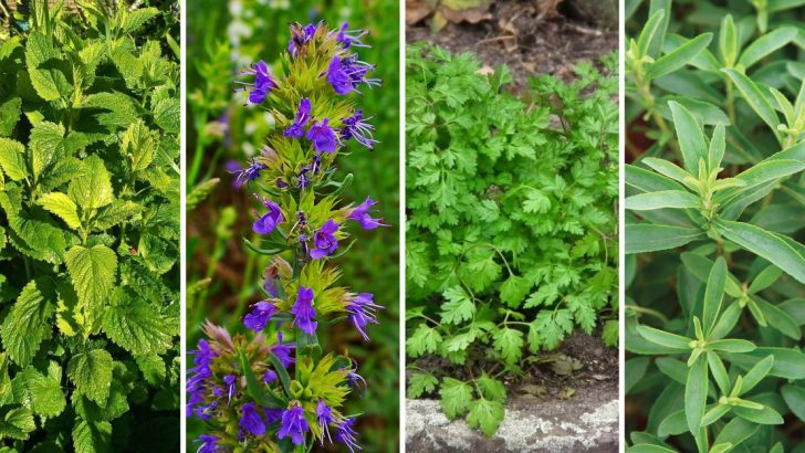 15 Herbs You Didn’t Know Could Thrive in Your Backyard