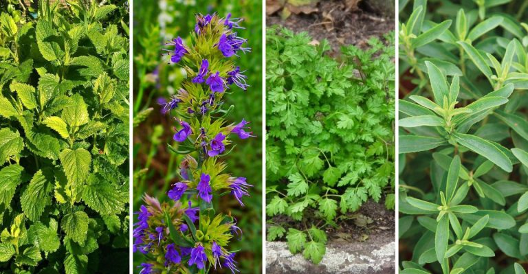 15 Herbs You Didn’t Know Could Thrive in Your Backyard